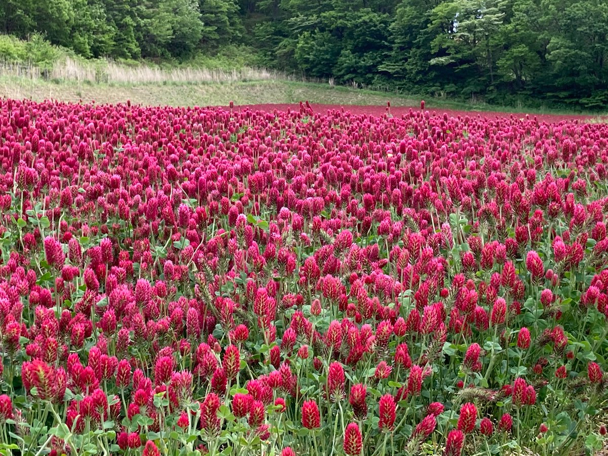 ストロベリートーチ