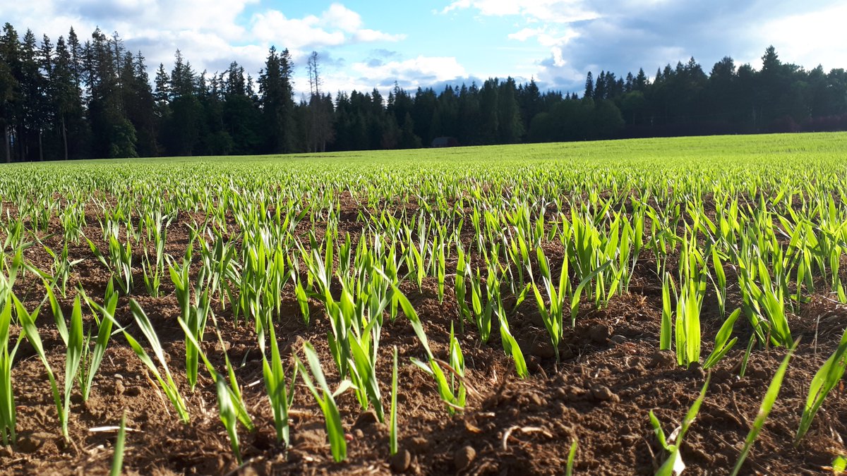 If you listen carefully you can just about hear the barley growing in our newest field....🤫 #futurewhisky #greenshootsofrecovery