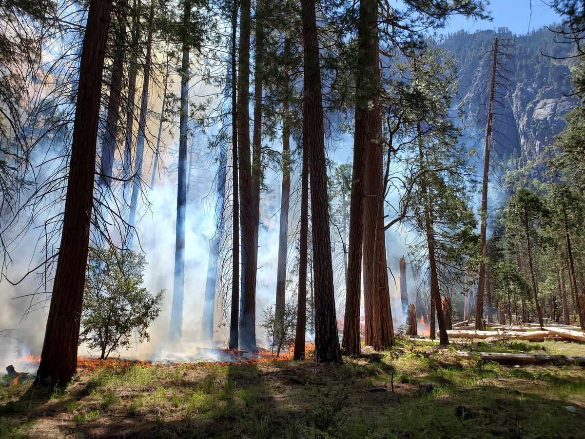 pyroeco's tweet photo. Prescribed fire in Yosemite Valley https://t.co/udYf7y44Vq