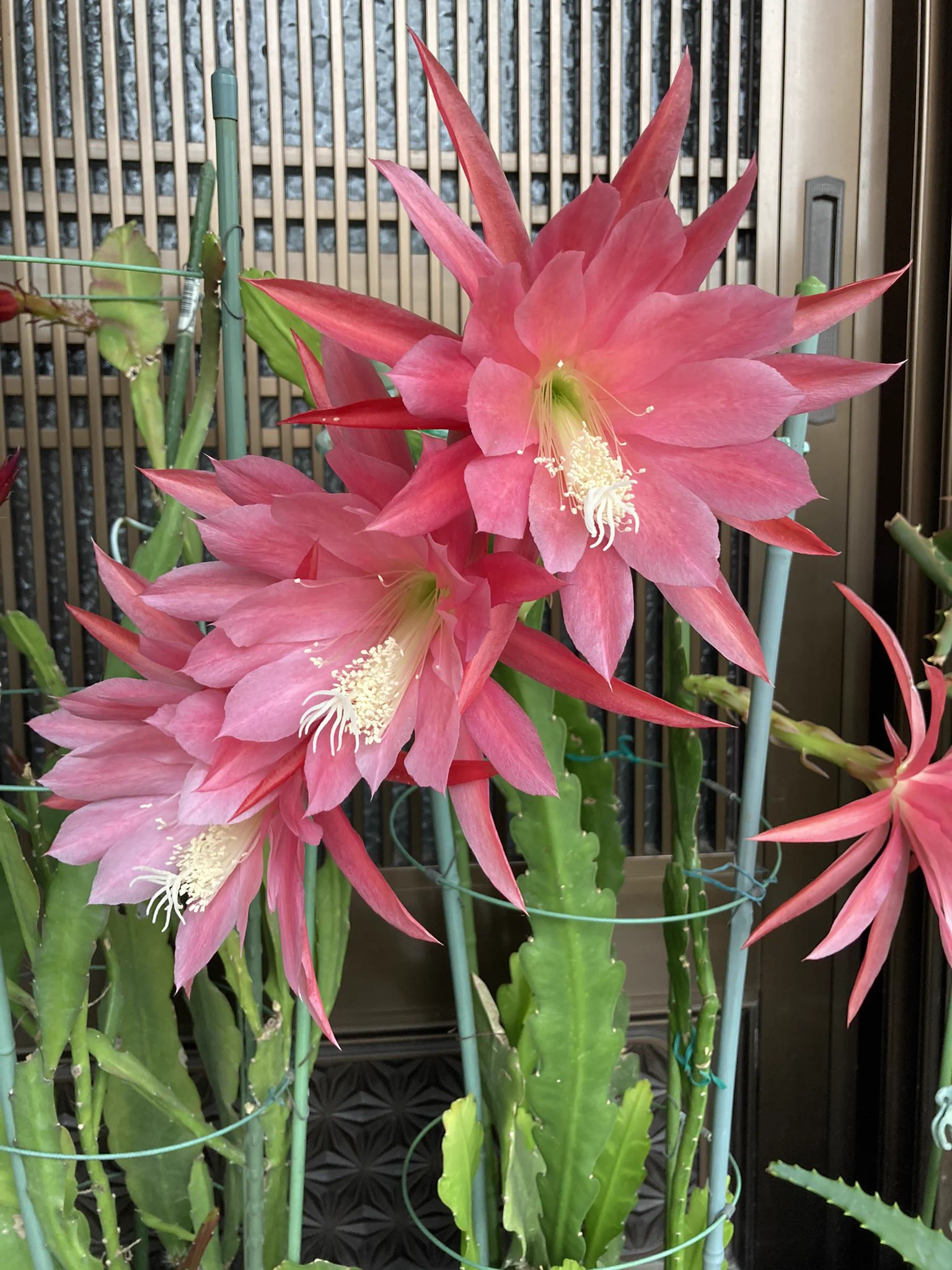 @M_cbr250rr 咲きました^_^ 