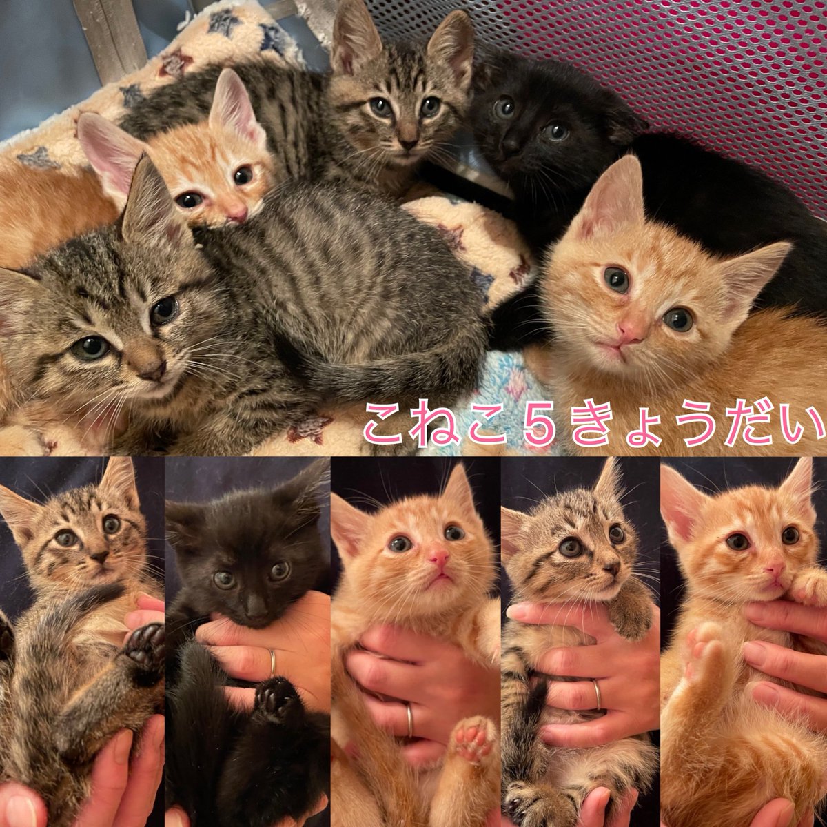 ট ইট র Npo法人 動物愛護 福祉協会60家 ロワや たくさんの可愛い子猫たちが里親さんを待っています 詳細は里親サイトから確認できます 里親ご希望の方はサイトからご連絡ください 里親サイト T Co Cy0gtefmmj 保護猫 子猫 里親募集中 ট ইট র Npo法人 動物愛護 福祉協会60家 ロワや たくさんの可愛い子猫たちが里親さんを待っています 詳細は里親サイトから確認できます 里親ご希望の方はサイトからご連絡ください 里親サイト T Co Cy0gtefmmj 保護猫 子猫 里親募集中