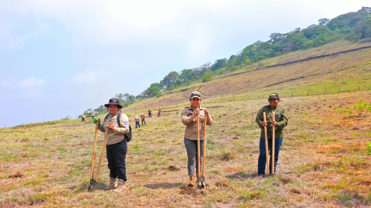 reforestosv's tweet photo. ¡Comenzamos el trabajo gracias al esfuerzo de los #guardarrecursos! 

Ya se realizó desmalezado, elaboración de hoyos y estaquillado en una de las zonas que se reforestará por segundo año consecutivo, en #SanMarcelino.

@MedioAmbienteSV 
#ReforestoSV #Reforestacion #Conservacion https://t.co/uORDk27IIG