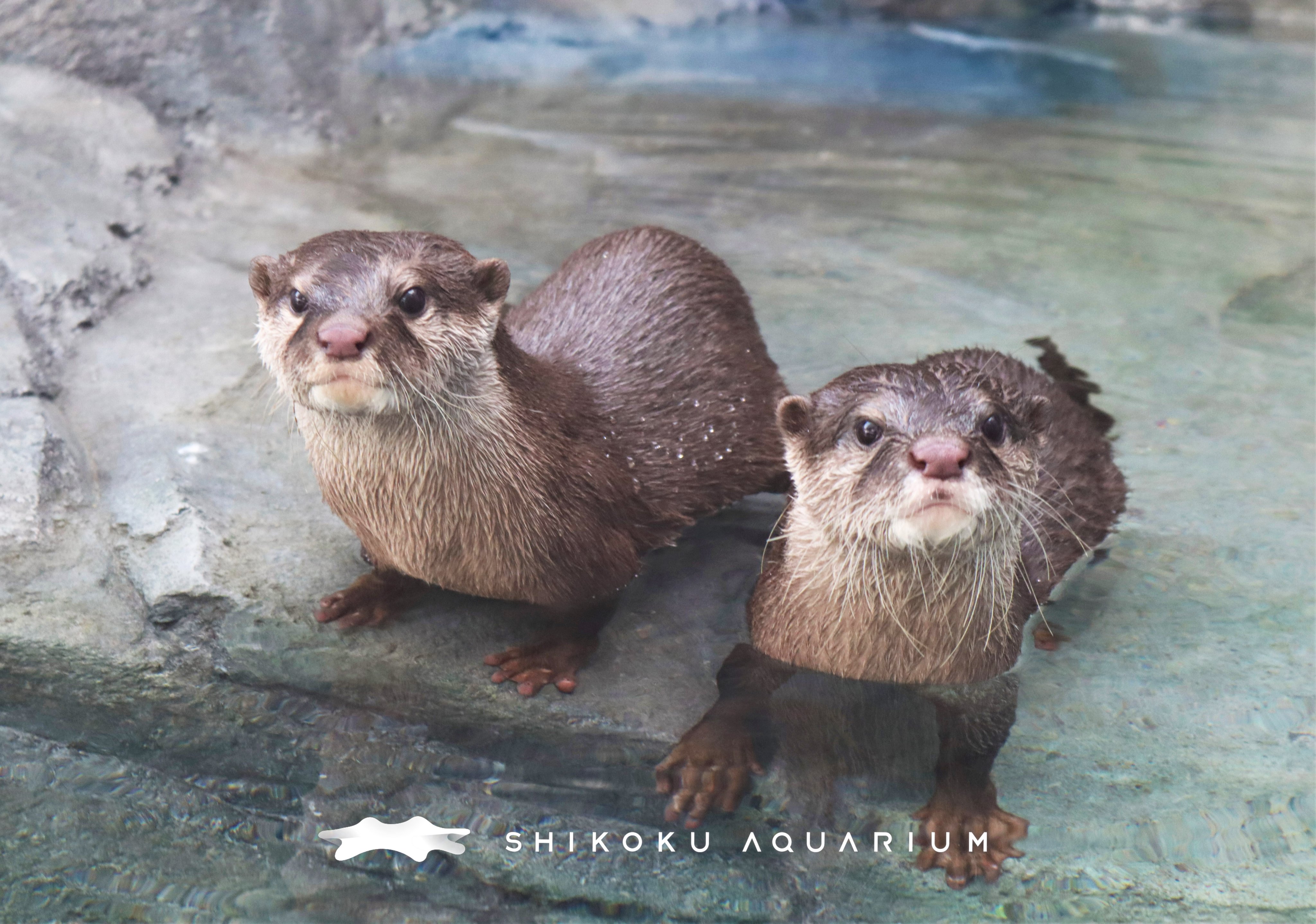 四国水族館 公式 続き 川獺 かわうそ がいた景 では 日本の自然からいなくなってしまったニホンカワウソの代わりに 東南アジアに広く分布しているコツメカワウソを展示しているよ しなやかに動き回る肉食獣だけど どこかユーモラスでもある