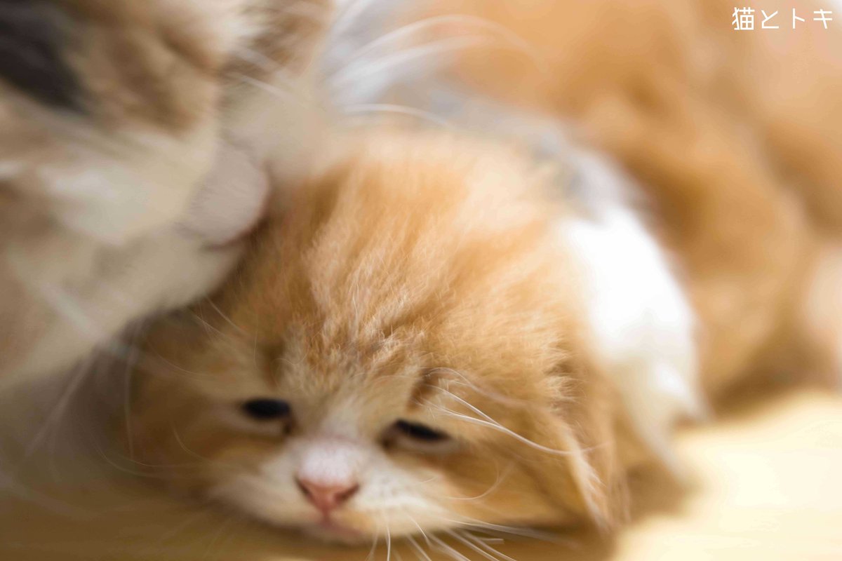 おでスコティッシュフォールドの子猫ブリーダーっす Scottish Fold Cat Breeder Catbreederosaka Twitter おでスコティッシュフォールドの子猫ブリーダーっす Scottish Fold Cat Breeder Catbreederosaka Twitter