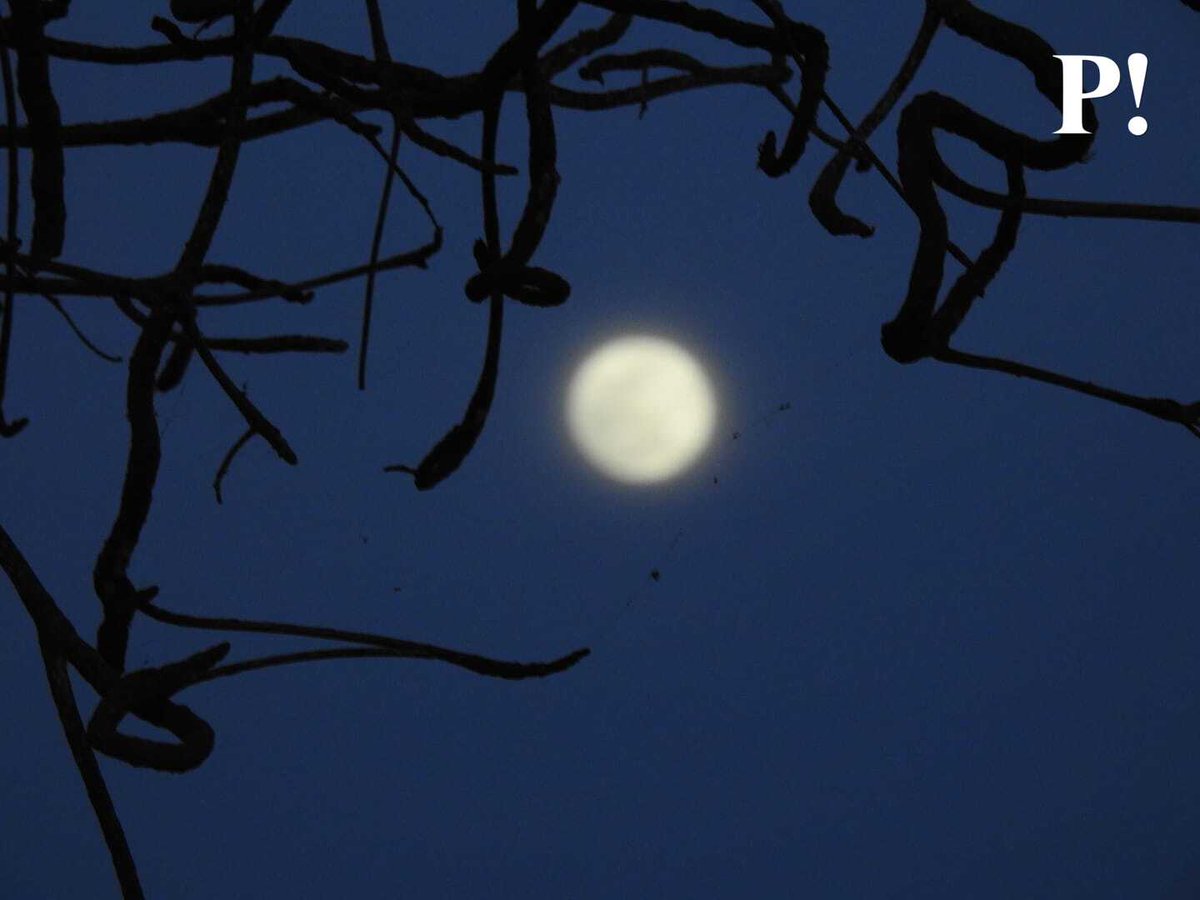 PorEstoOnline's tweet photo. 📸 #Fotogalería | ¡Impresionante! 🤩

Así se pudo apreciar esta noche la Superluna de las Flores desde #Chetumal, una de las más grandes y luminosas de este 2021 🌕

Más detalles: https://t.co/RttjT3l9nA https://t.co/zwdHA2lYQl