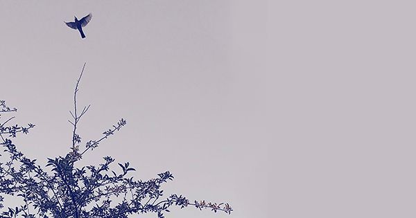 themarginalian's tweet photo. "We need the tonic of wildness... We need to witness our own limits transgressed, and some life pasturing freely where we never wander." 

Thoreau on nature, human nature, and the value of the unexplored: https://t.co/QAGg7DCQBt https://t.co/oId29VzCUA