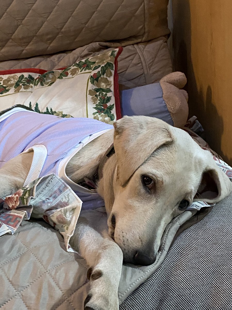 BellaExplora's tweet image. Daddy thinks I’m a drama queen… 🙄😊