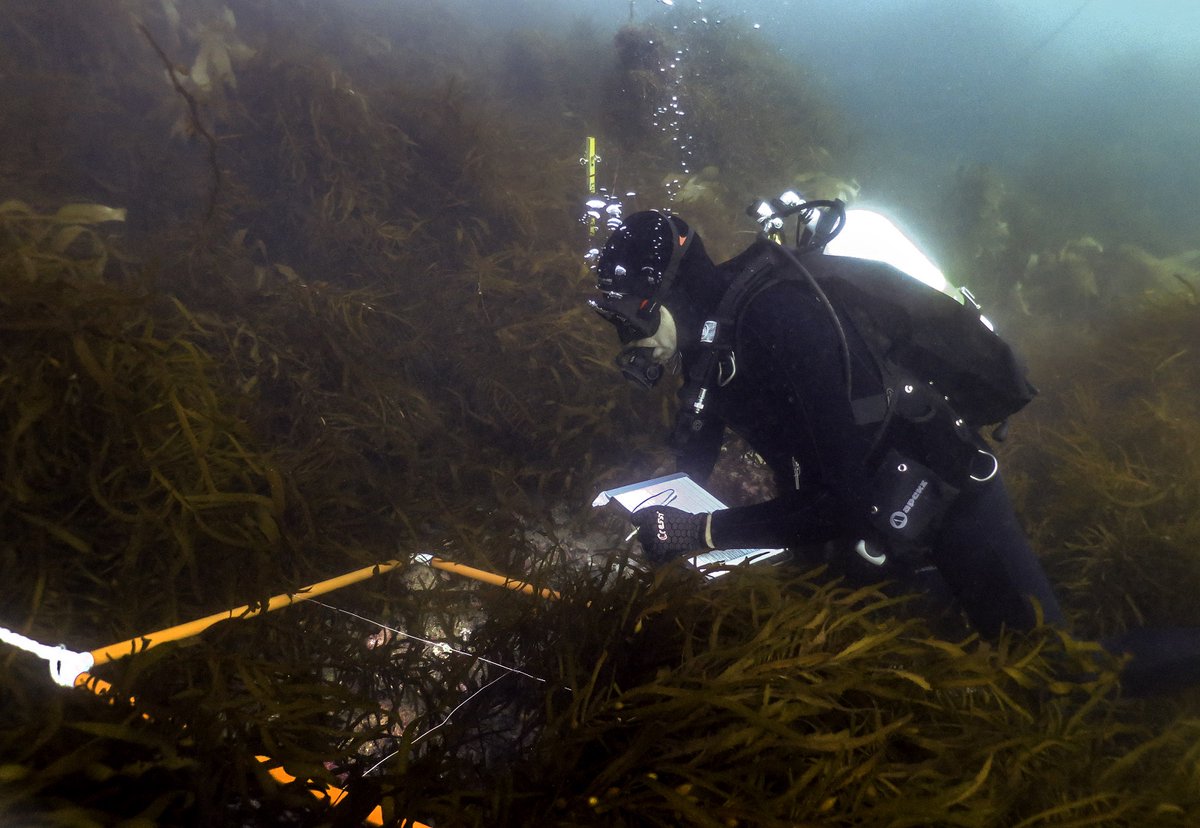 To better understand reef health in the lower D’E Channel, IMAS <a href="/UTAS_/">University of Tasmania</a> scientists have established a regional baseline against which future monitoring can be measured. Our new methods can help reveal reef ecosystem changes due to organic enrichment tinyurl.com/w5evpybr