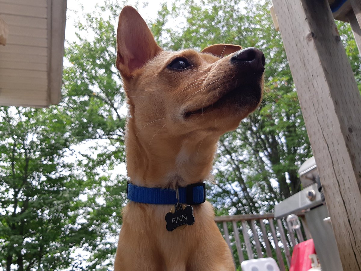 NickBMorris's tweet photo. @TheMutantFam @kinky_horror @txchainpawmass This is Finn. We adopted him from the Nova Scotia SPCA and he's brought so much love and joy to our family. Deciding to adopt him was one of the best decisions we ever made. 🙂🐕 #MutantDog https://t.co/2V5rAH7lXt