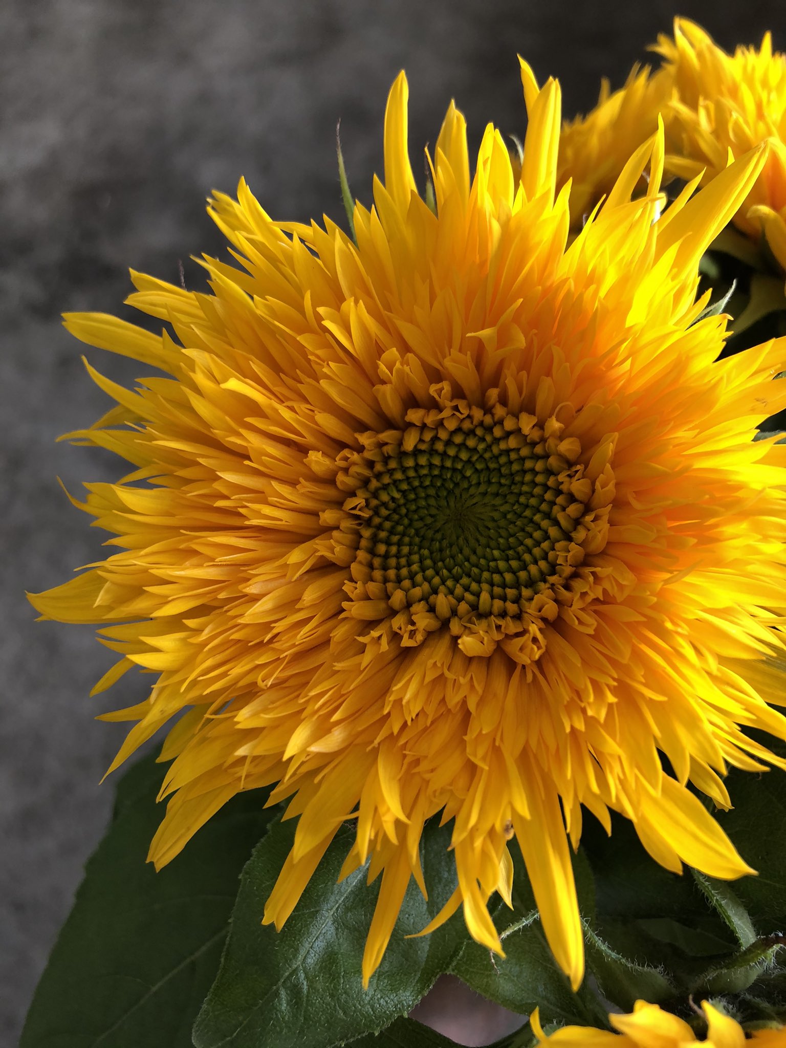 Flower おはようございます お店定休日 市場に来ています 八重咲きひまわり ヘリオアーリーダブル 花を飾ろう 花のある暮らし 花のチカラ 花の魅力 21もミラクル T Co Xkziy3jbba Twitter