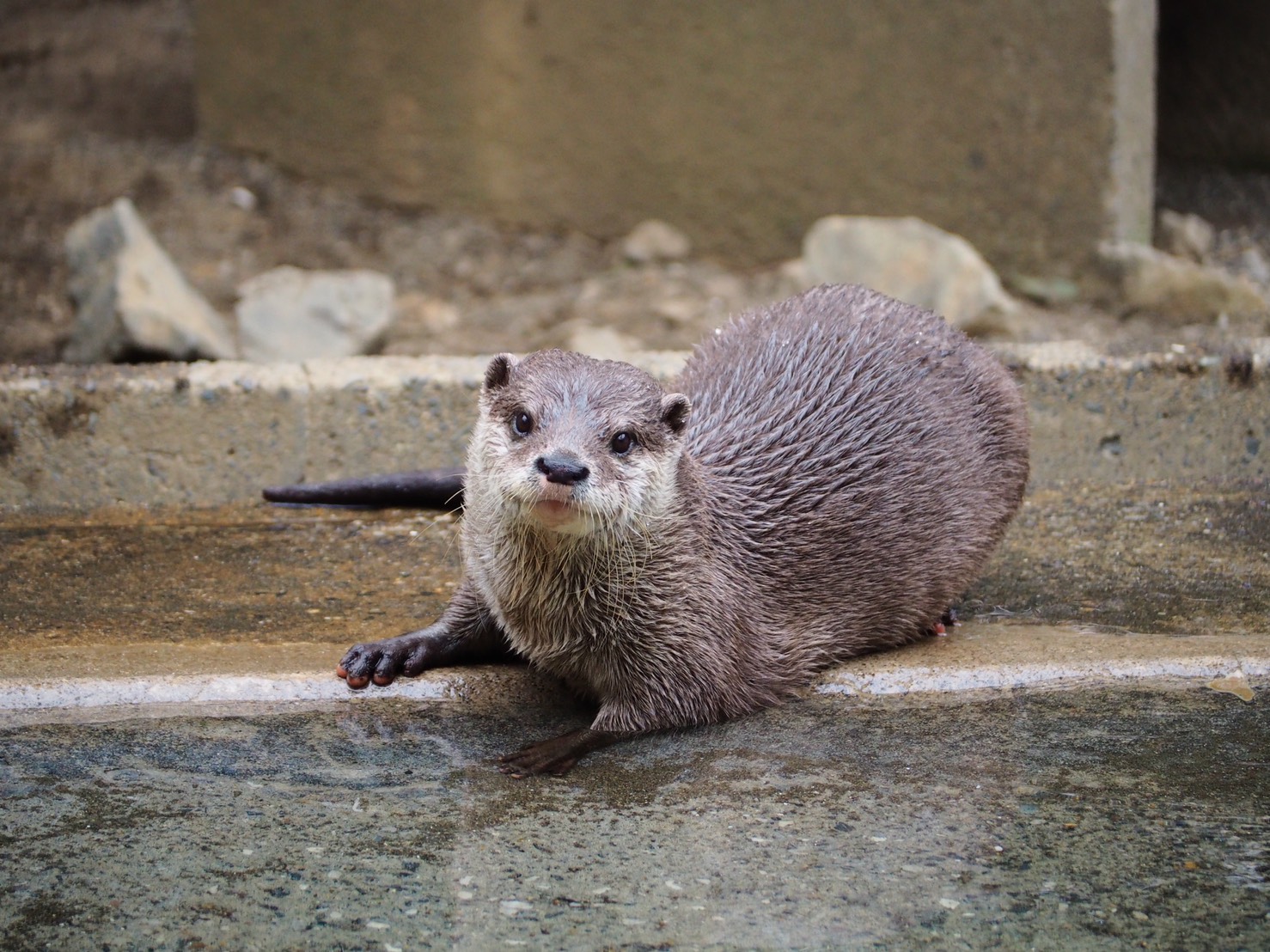 元動物園の飼育員が解説 カワウソはペットにできる カワウソの生態やコツメカワウソの値段 飼い方を解説 Petpedia