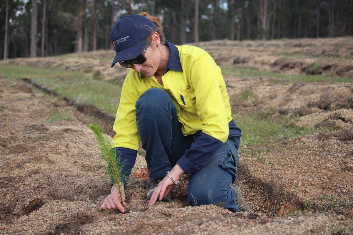 Forest Products Commission tweet media