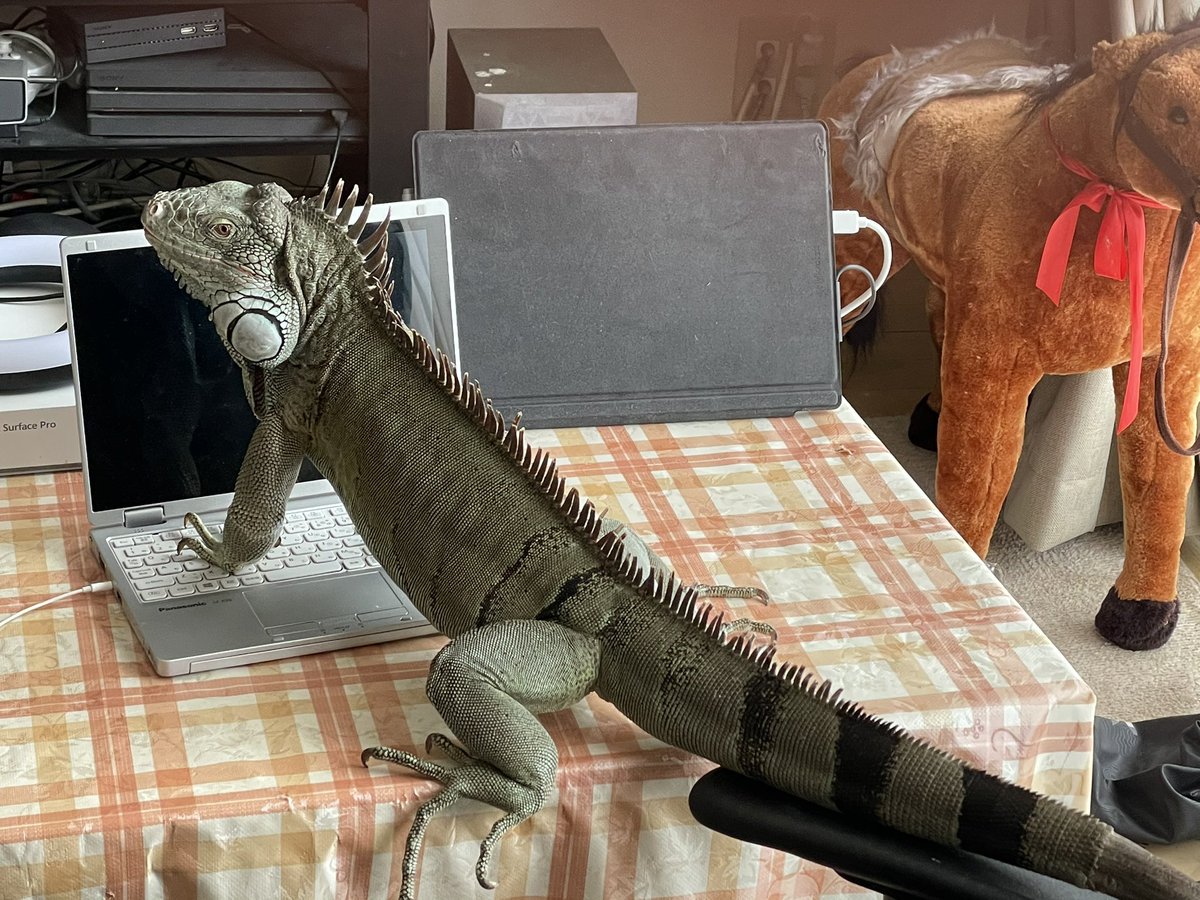 Rowan_snow iguana (@Rowansnowiguana) / Posts / X