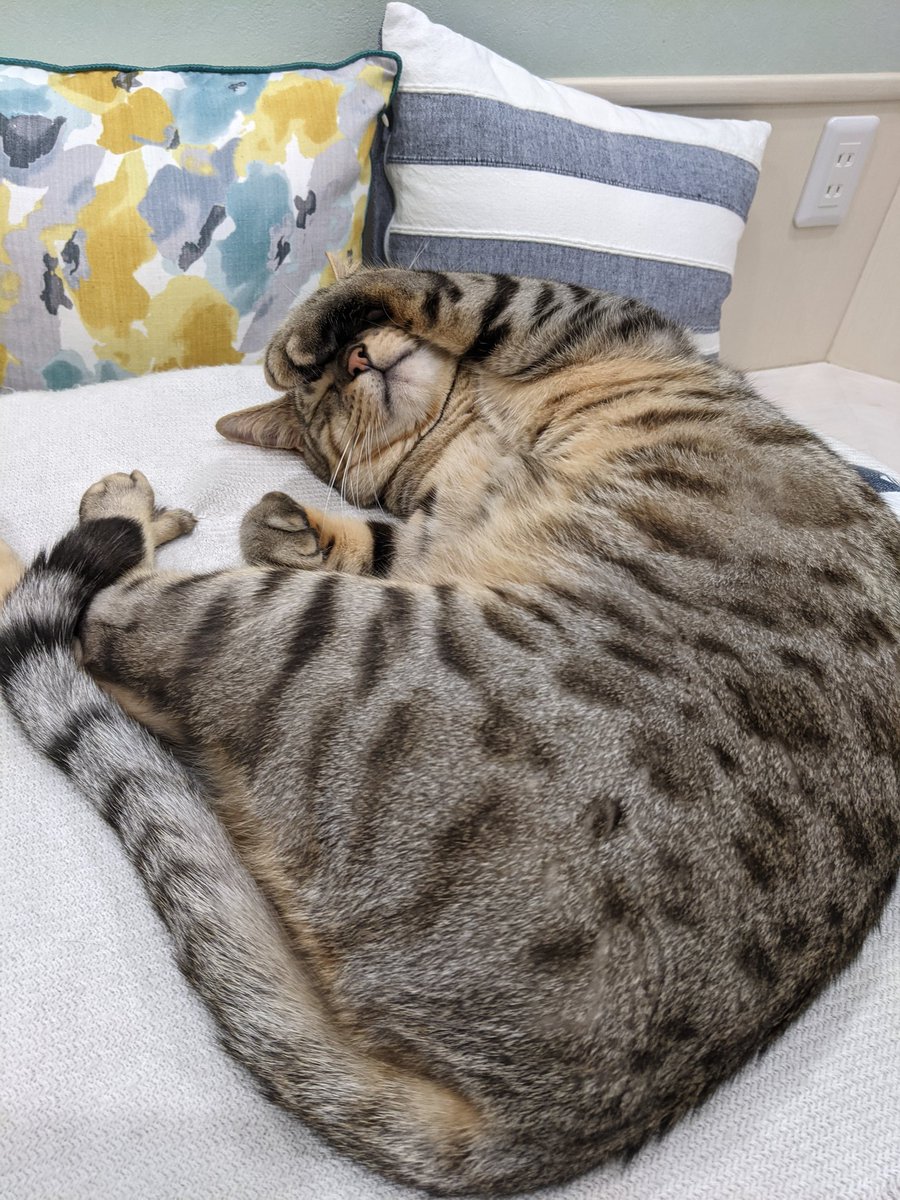 猫カフェ リプミィ Catcafelipmy Twitter