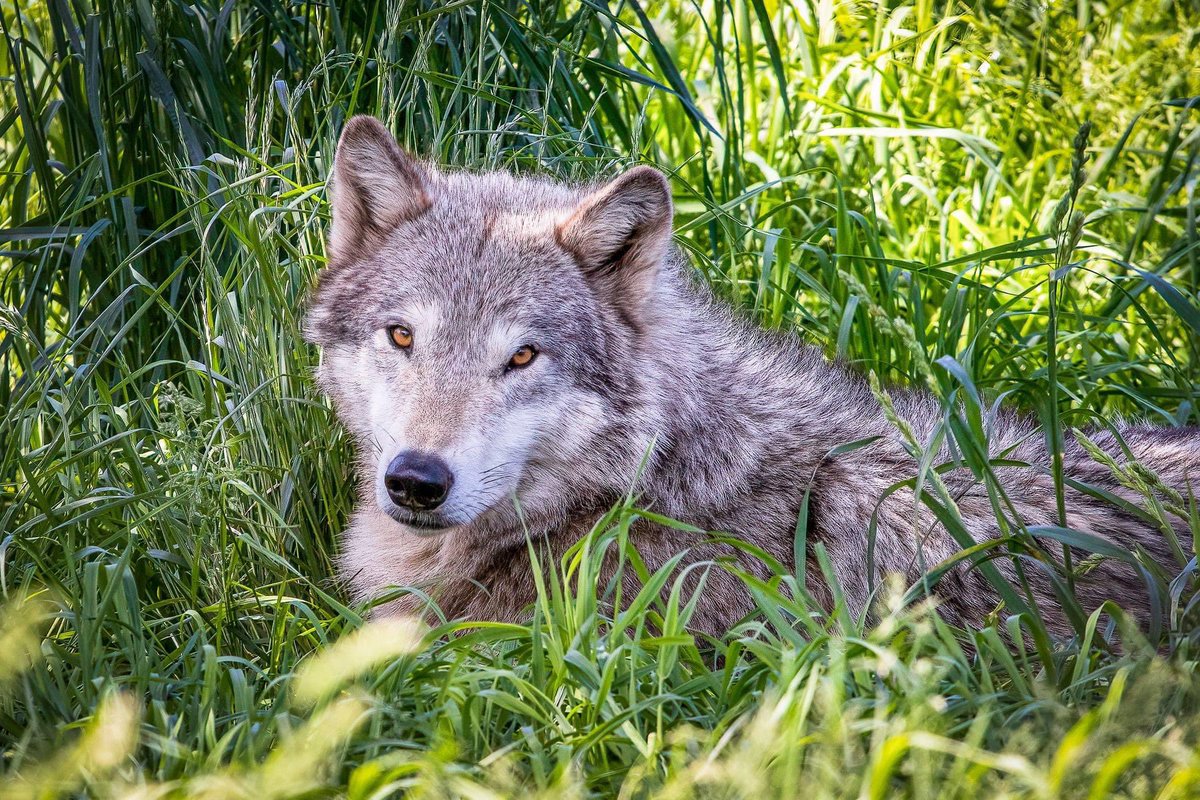 lauriefrance2's tweet photo. This morning I had the pleasure of photographing a bunch of these beauties. #wolfhollow https://t.co/sVTEUG3X9r