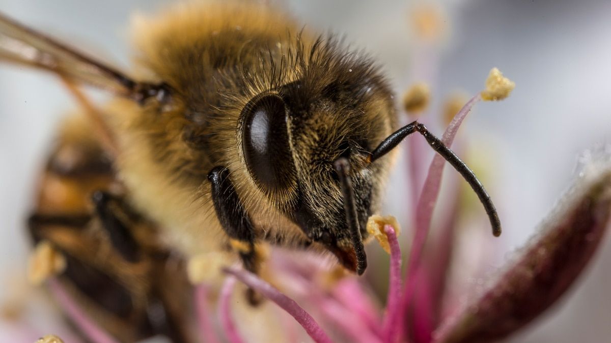 visionorg's tweet photo. #Honeybees are accumulating airborne #microplastics on their bodies. https://t.co/WzPvn2QRun #environment via @NatGeo https://t.co/K9Ez8LgD7c