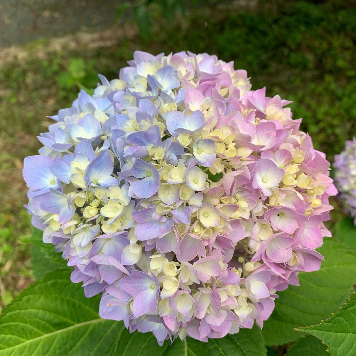 切り絵御朱印 発祥 豊橋のもみじ寺 普門寺 公式 グラデーション紫陽花 駐車場で咲いてます 本日 御朱印受付 9時 16時 紫陽花の見頃 5月下旬 6月下旬 この時期 豊橋のもみじ 紫陽花寺 普門寺になります 先代住職が35年前から手植え