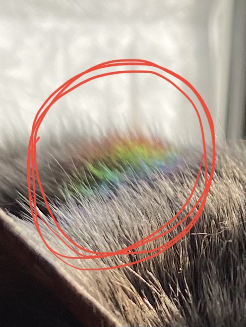 bearcatson's tweet photo. 🔎🌈🐈‍�� https://t.co/OBkcaWILh0
