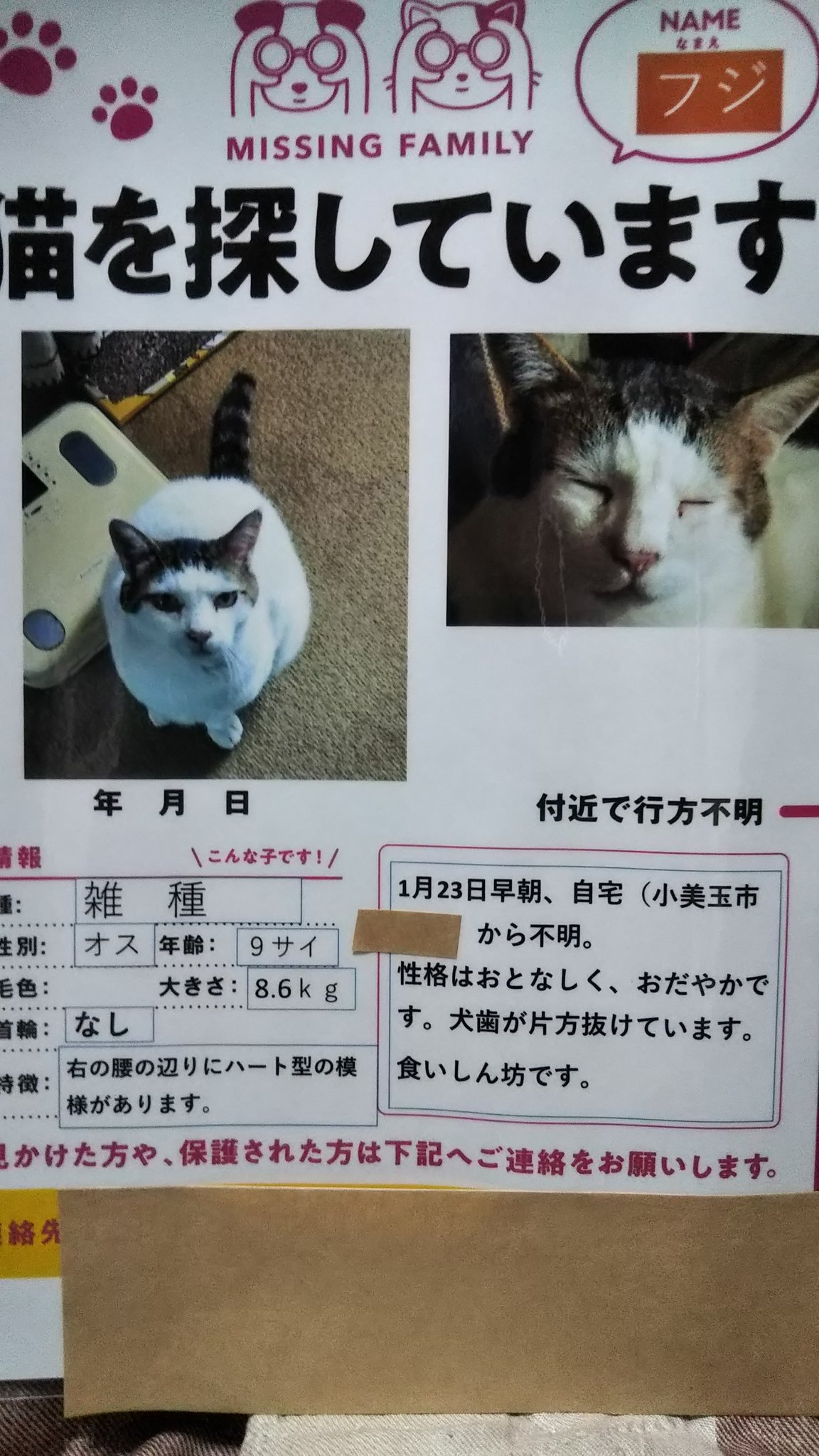 クローバー 茨城県小美玉市で猫を探してます 小美玉市 の自宅から車で連れ去られた愛猫フジを探してます 1月23日早朝 フジは連れ去られました 自宅の敷地内まで入ってきて 連れ去るなんて目的は何ですか 誰に猫の事 聞いたんですか 早くフジを