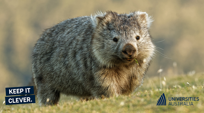 💩 Researchers at <a href="/UTAS_/">University of Tasmania</a> have made a discovery that’s not to be sniffed at. They’ve discovered why wombats have cube-shaped poo. #KeepItClever 👉ow.ly/RZMs50EVp8s