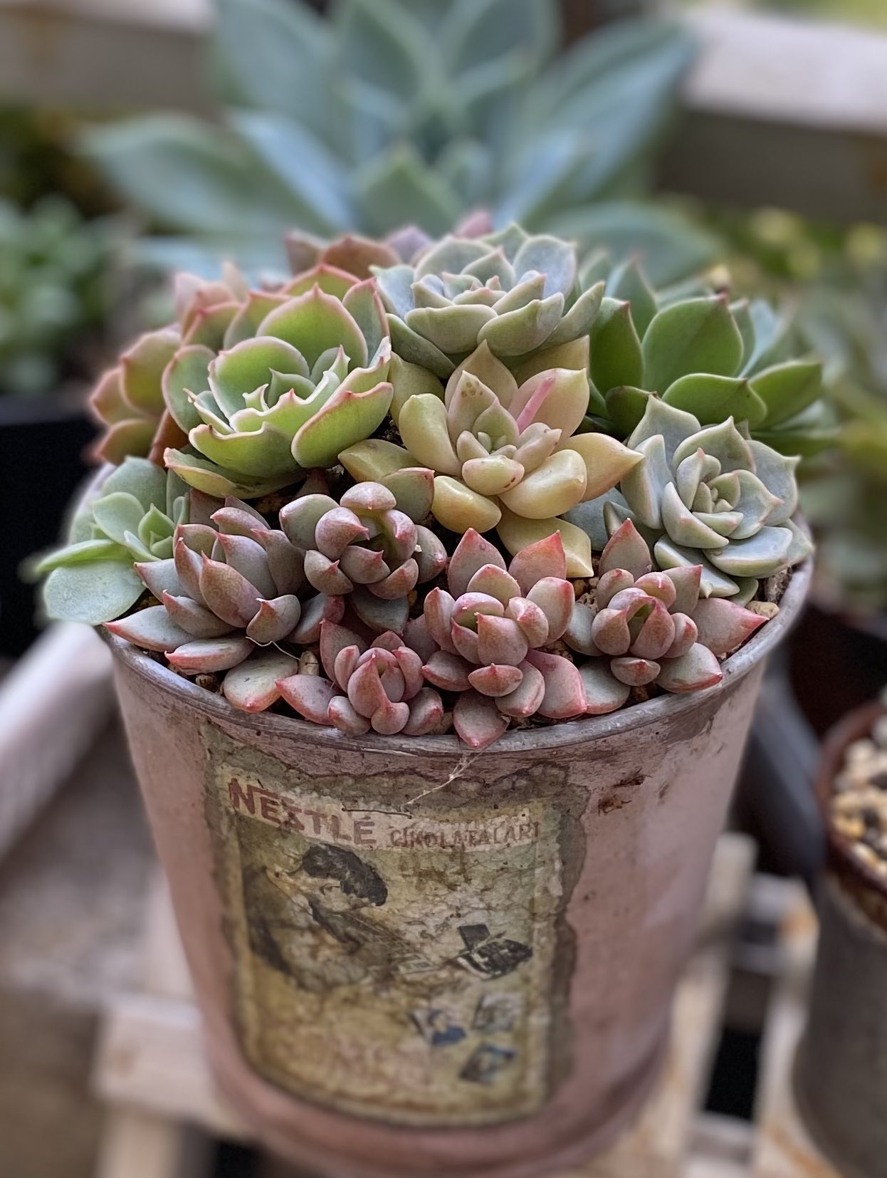 Hana 葉挿しの女美月を鉢上げしようと思ったんだけど他の葉挿し達と寄せ植えにしました 寄せ植えって言うよりやっぱりぶっこみかな 笑 多肉 多肉寄せ植えh ぶっこみ多肉 女美月 ホワイトローズ ブルーヘロン ラピネ ピンキーコロラータ 白牡丹