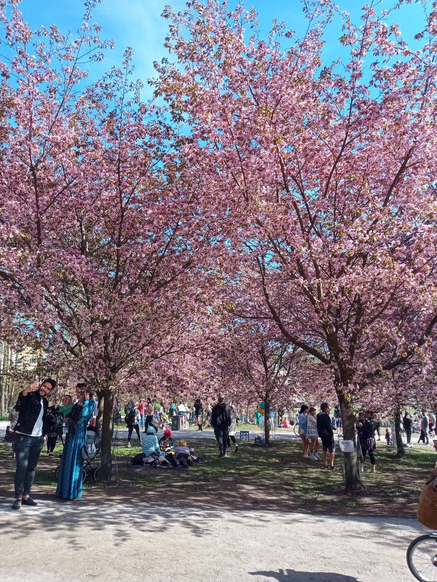 This year's cherry blossoms in Helsinki, Finland sent by our friends of Hokkaido University Europe Office. Photos were taken in mid-May. https://t.co/X1CWlZuuK5