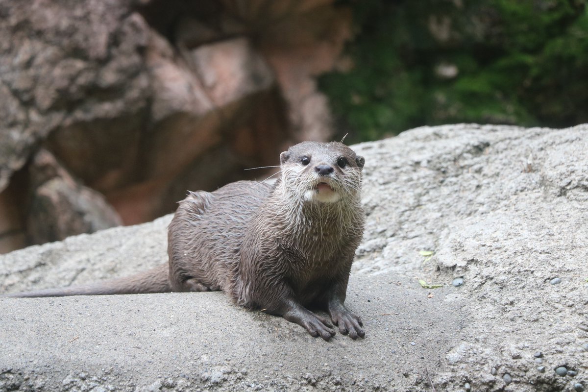 O Xrhsths 上野動物園 公式 Sto Twitter 野生動物の飼育は難しいものです しかし かわいい というイメージだけが広まり 簡単に飼えると誤解されてしまいました 野生のコツメカワウソ減少理由の1つは 日本へ向けた密猟や密輸です 野生動物をペットにすることが O Xrhsths 上野動物園 公式 Sto Twitter 野生動物の飼育は難しいものです しかし かわいい というイメージだけが広まり 簡単に飼えると誤解されてしまいました 野生のコツメカワウソ減少理由の1つは 日本へ向けた密猟や密輸です 野生動物をペットにすることが