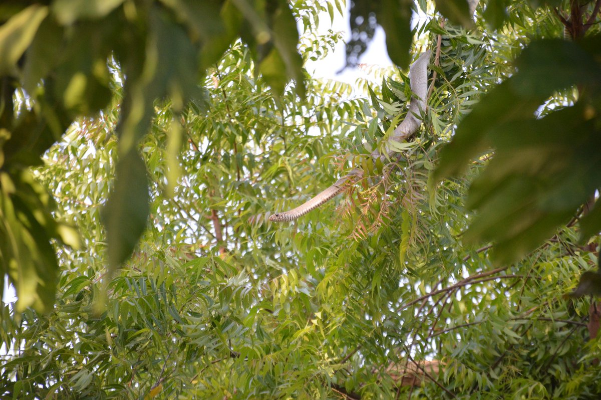 photographar Janu tweet media