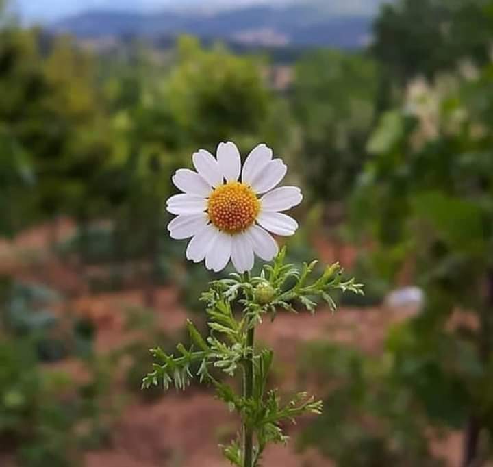 Çiçek açsın mı gönlünüz?
O zaman tebessüm ediniz
Hüzünler dökülsün
Yüzünüzden...

Günaydın insanlık âlemi...