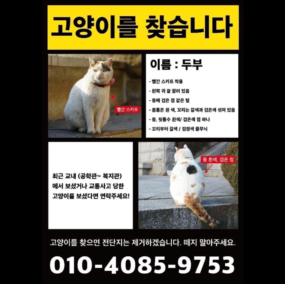 국민대고양이추어오🐾 (@kmu_cat) on Twitter photo 