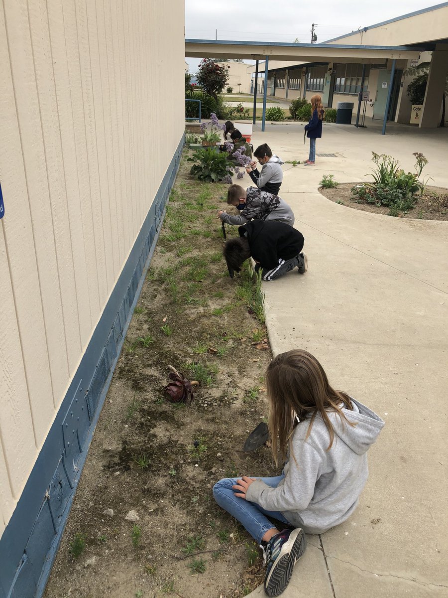 mlam_mandy's tweet photo. Learning about plant needs, different succulents, and making our school more beautiful all at the same time with Mrs. Curtis. We also learned that roots can grow out of stems. Who knew?? https://t.co/q3VLLGL6iu