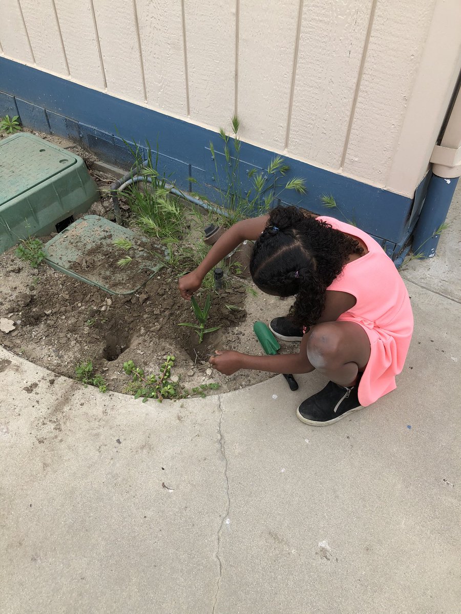 mlam_mandy's tweet photo. Learning about plant needs, different succulents, and making our school more beautiful all at the same time with Mrs. Curtis. We also learned that roots can grow out of stems. Who knew?? https://t.co/q3VLLGL6iu