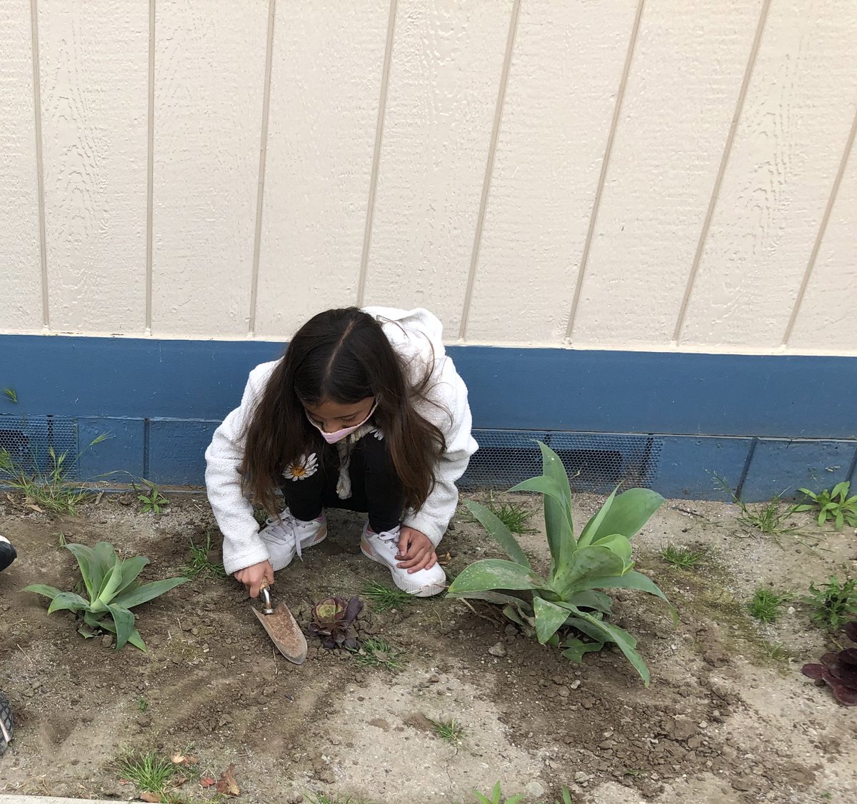 mlam_mandy's tweet photo. Learning about plant needs, different succulents, and making our school more beautiful all at the same time with Mrs. Curtis. We also learned that roots can grow out of stems. Who knew?? https://t.co/q3VLLGL6iu
