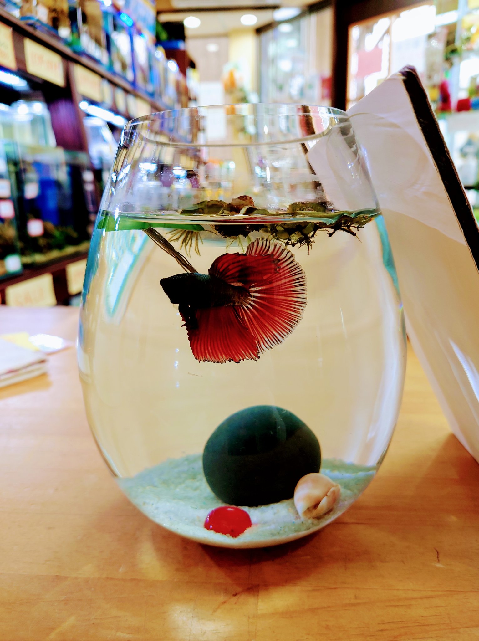 Aqua Mint Aquamint5 Twitter