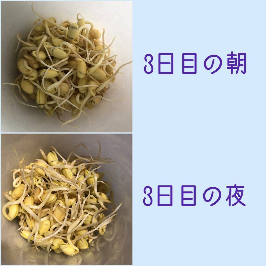 aloha_mariko's tweet photo. 5/25/21 #乾燥大豆 #自家製 #大豆もやし #大豆スプラウト #ハワイ島 #ハワイ生活 #drysoybeans #soybeanssprouts #bigisland #hawaiilife https://t.co/GpOtML20XC https://t.co/1hY8pcz7zJ