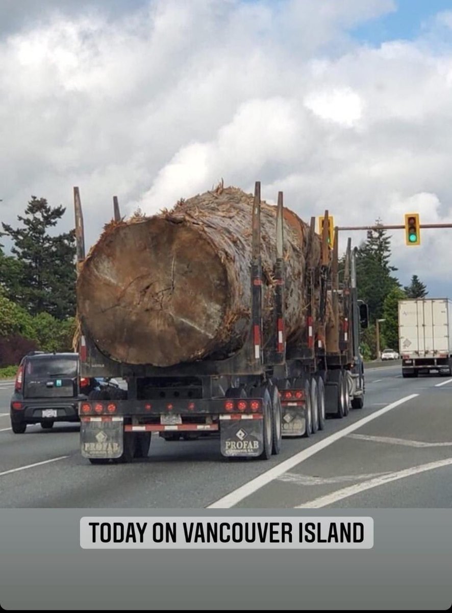 mattdellok's tweet image. 😢 Huge tree hauled down Vancouver Island today. Wow. #bcpoli