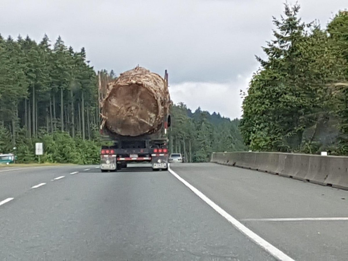 😢 Huge tree hauled down Vancouver Island today. Wow. #bcpoli