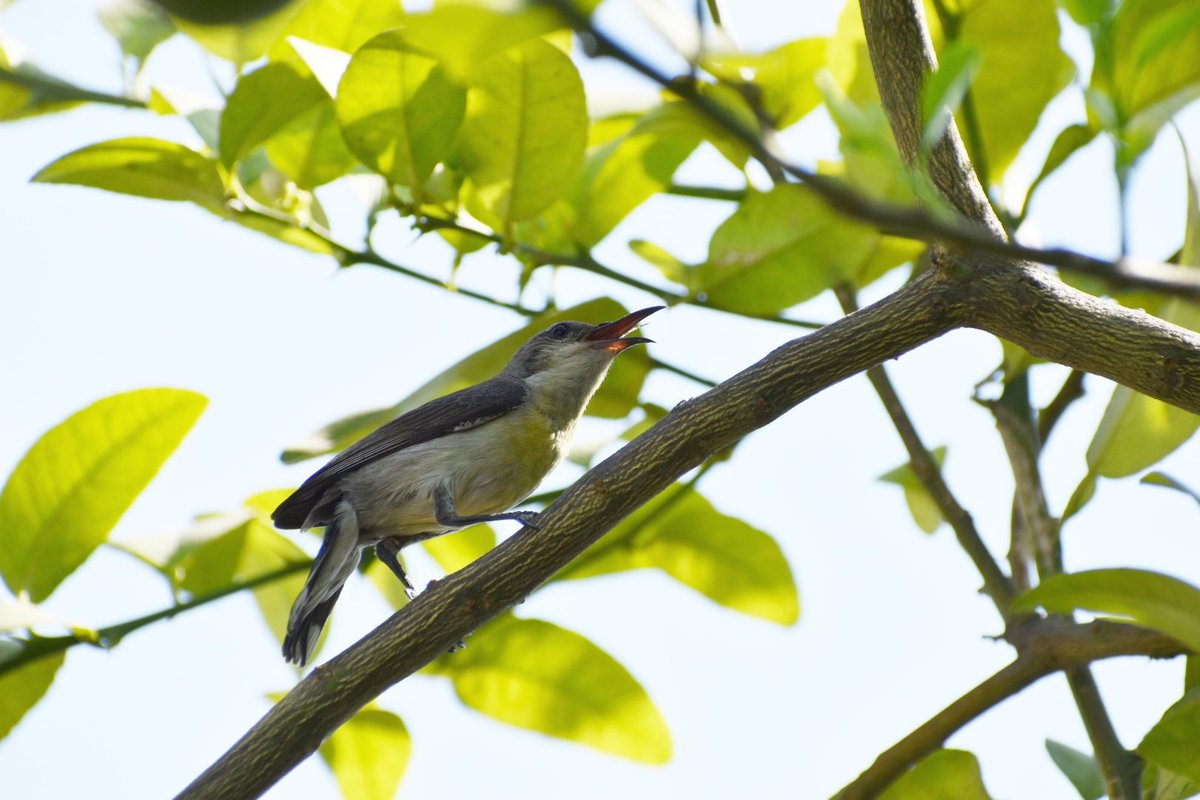 #BudhaPurnima #HappyBuddhaPurnima2021 #MoreBirdsLessPolitics
#IndiAves #ThePhotoHour #TwitterNatureCommunity #BBCWildlifePOTD #birdwatching #BirdsSeenIn2021 #natgeoyourshot #natureinfocus  #NaturePhotography #PhotoOfTheDay @Avibase