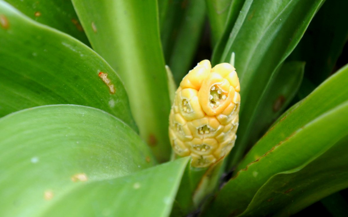 Beni Hoppe 万年青 オモト の 花 ｵﾓﾄ