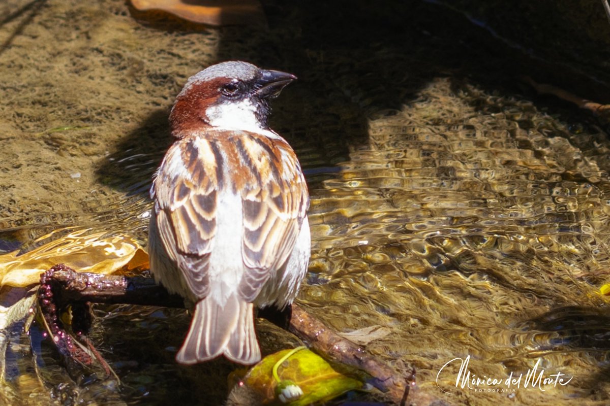 Fotografiamoni1's tweet photo. Refrescándose en el agua
Refreshing in the water.
#gorrioncomun #sparrow #passerdomesticus #passeriformes #birdwatching #birdphotography #king_of_birds #focus_natura #ok_animals #asi_es_natura #asi_es_vipmember #total_animals #florayfauna_es #fever_animals #natgeoyourshot https://t.co/i2FjhzUl1j