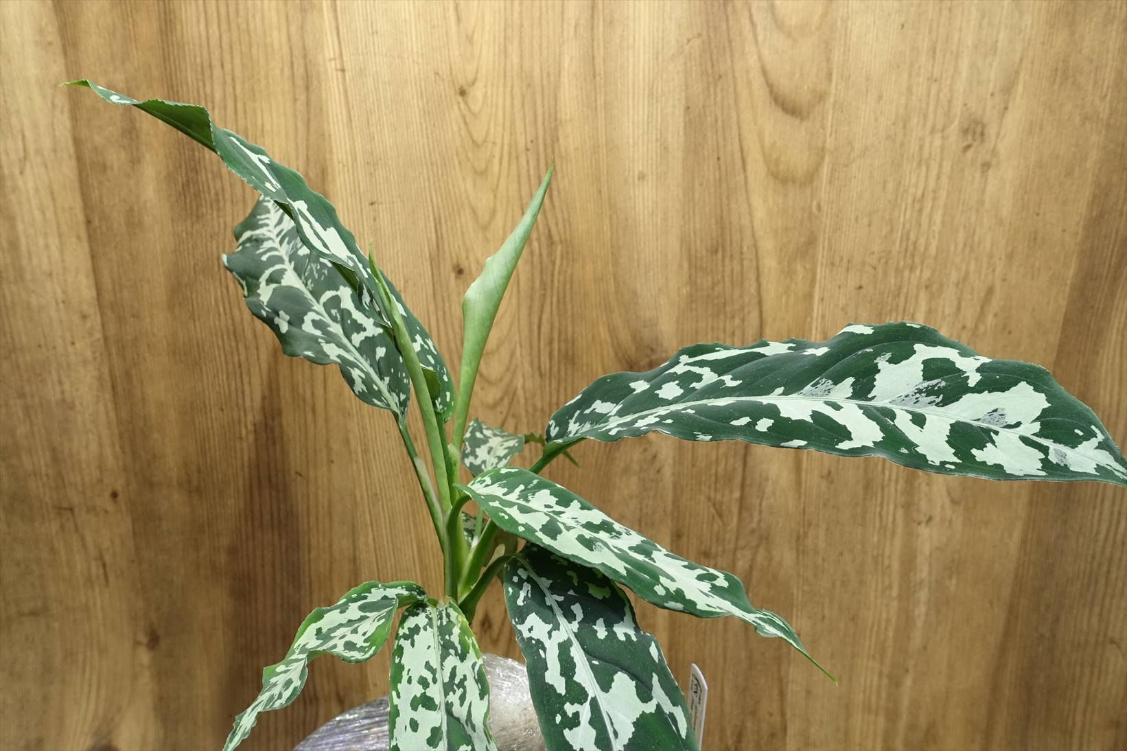 正規タグ付 Aglaonema pictum 【AZ0420-2】アグラオネマ 正規タグ付 Aglaonema pictum 【AZ0420-2】アグラオネマ Yahoo