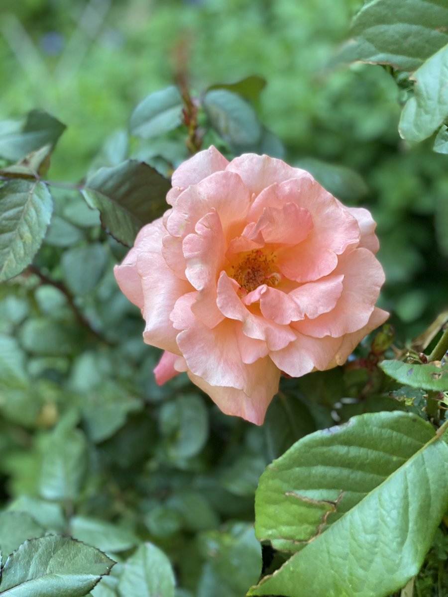 TealSeptember's tweet photo. #Roses #Flowers #Bush #MyPlants #Springtime2021 https://t.co/3WCg7cA5o3