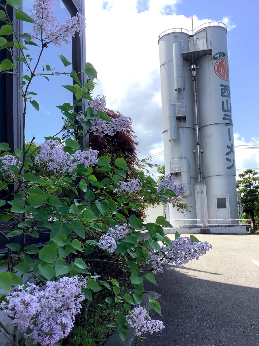 西山製麺株式会社 Sapporo Nishiyama Ramen 札幌 の花と言えば ライラックですね ライラック は形や色が異なる30種類以上の品種があります 紫のライラックの花言葉は 初恋 白のライラックは 無邪気 英語の花言葉は Pride 誇り Beauty 美