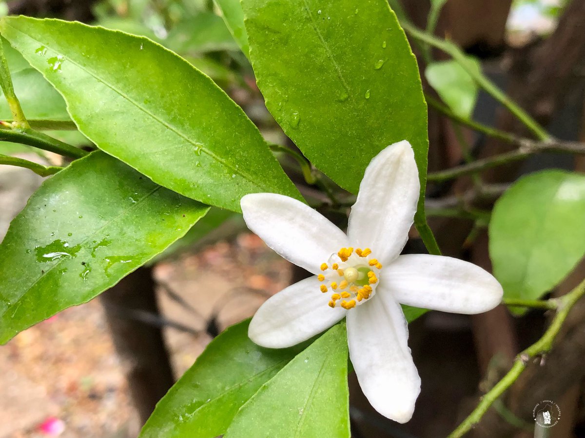 蜜柑の花