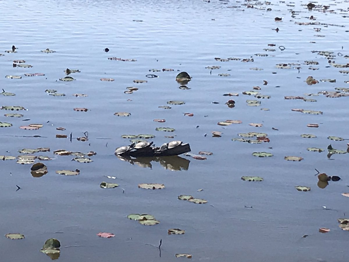 ほりぽよ V Twitter オートファジー オートファジーダイエット 1日目終了 亀の甲羅干し 亀が大量発生してるー