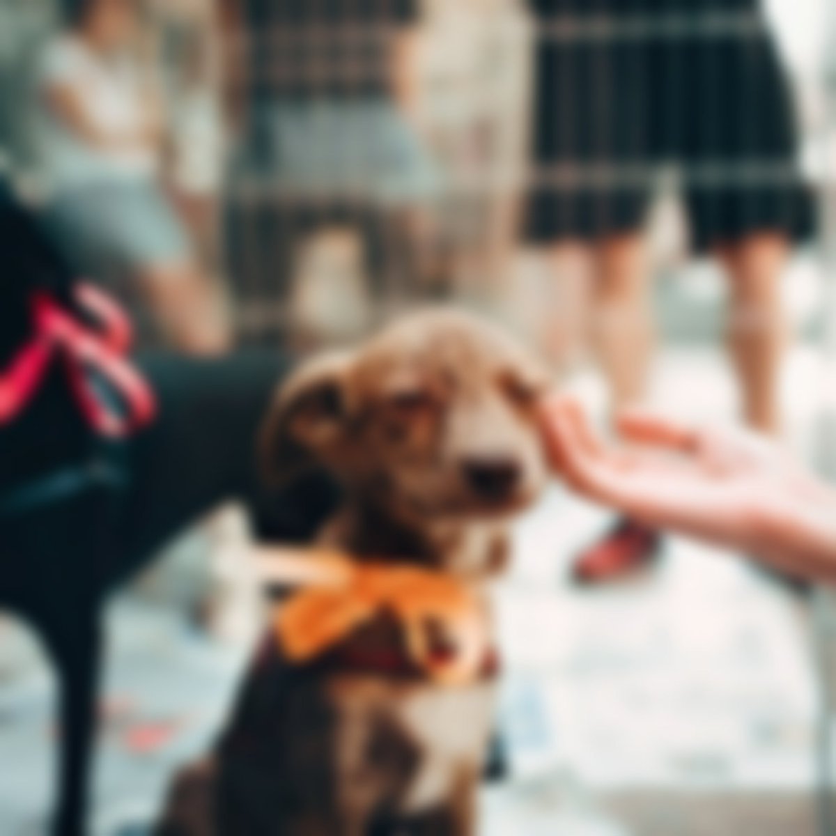 DikshaBhati17's tweet photo. Biggest difference between animals and humans is "Humans can change themself as much as they can but animals cannot".😊
#thinking #mentality #SaveAnimals #SaveTrees #SaveLife #animals #biodiversity #environment #ForNature #DoNotKillAnimals #DoNotHarm https://t.co/gceTMKol1q