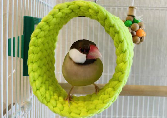 @fashionpressnet ウチのピノ ピスタチオ 