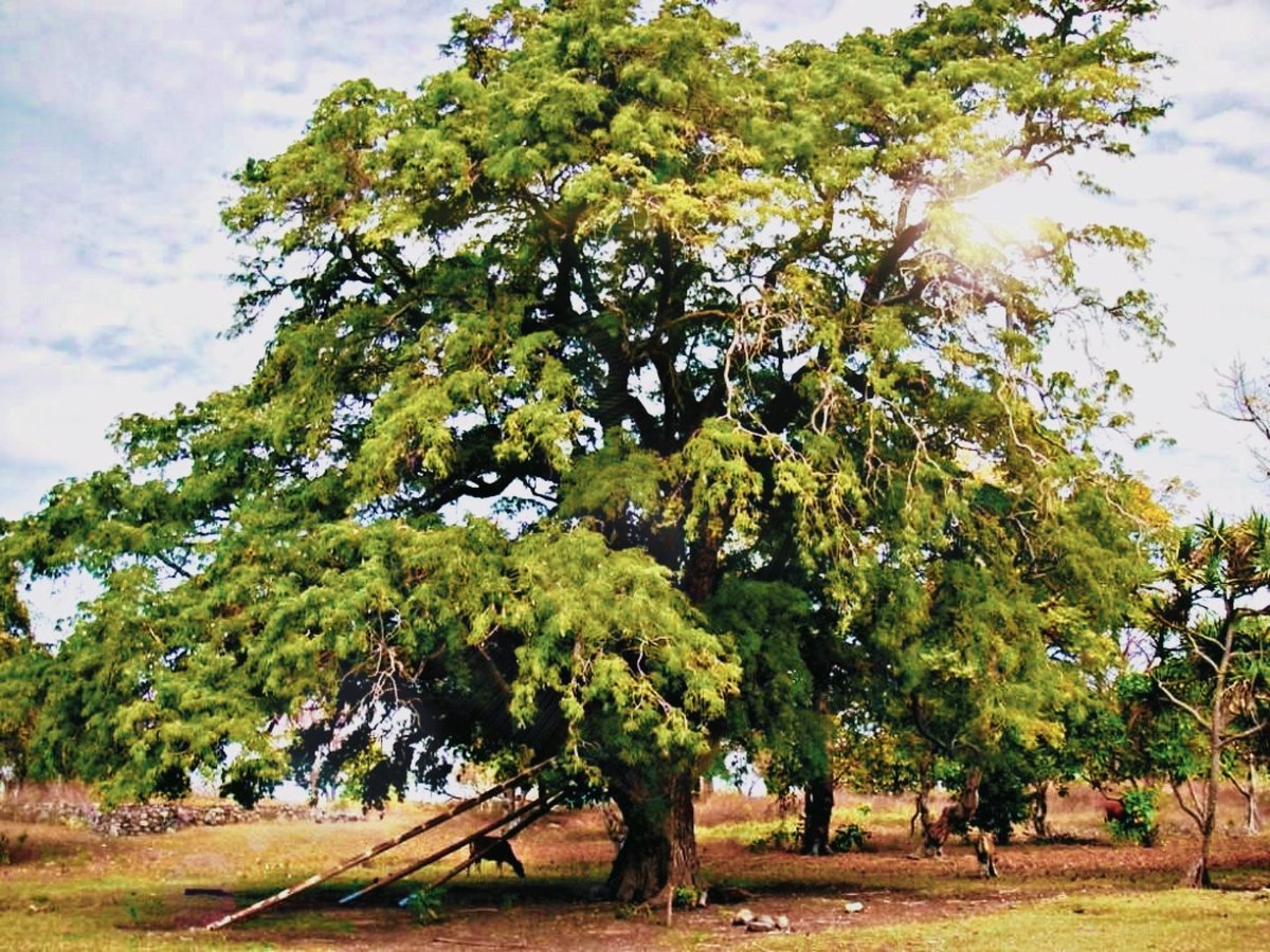 itsksaurabh's tweet photo. It's my tree's birthday! 🎉 Exactly 1 year ago, I planted this with my payment on a freelance project. My tree is now 1 years old  and will keep growing for many years.

Swipe to see how it looks now!

#tree #TreePlantation #GoGreen https://t.co/ICmuULSXLO