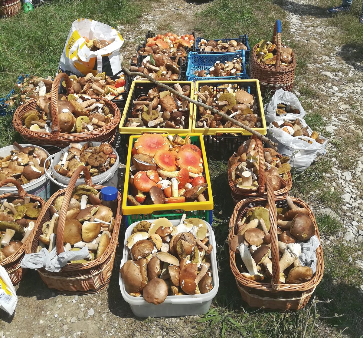 Пошли грибы в Горячем!!!
Все на грибалку!!!