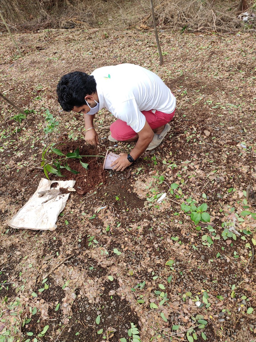 dharmeshbarai's tweet photo. Many people wanted to thank real hero @SonuSood ji with pouring milk, sending bouquet, traveling his home to touch his feat etc.
#Sonu sir please urge your fans, well-wishers instead doing all, please plant 1 tree and take care till grow.
This will help for generations.
@mybmc https://t.co/oFq6rBWJ38